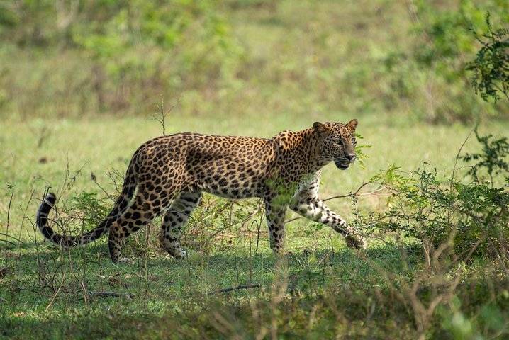 All Inclusive Yala National Park Jeep Safari from Colombo - Photo 1 of 9